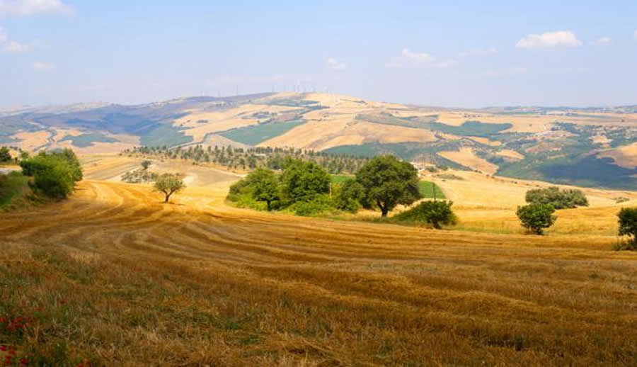 Rural landscape near Acerenza in Basilicata - A typical rural landscape near Acerenza, in the province of Potenza. With an arid, mountainous terrain and extreme weather, Basilicata is a challenging region for viticulture, but is has developed over time some great wines. © iStockphoto/Thinkstock Rural landscape near Acerenza in Basilicata