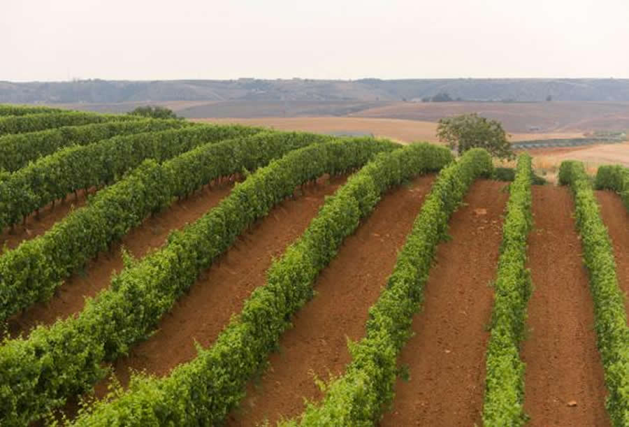 Vineyards near the town of Venosa, Basilicata, in the Aglianico del Vulture wine production area. © iStockphoto/Thinkstock Vineyards near Venosa, Basilicata, in the Vulture wine area